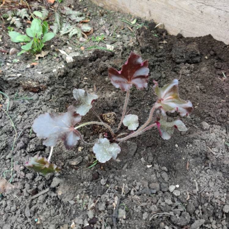 Plant image Heuchera 'Melting Fire'