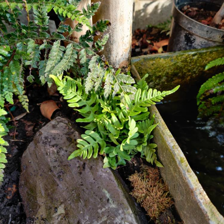 Plant image Polypodium vulgare