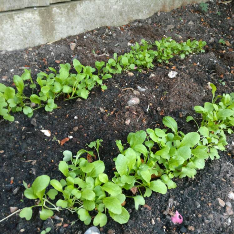 Plant image Brassica rapa var. perviridis