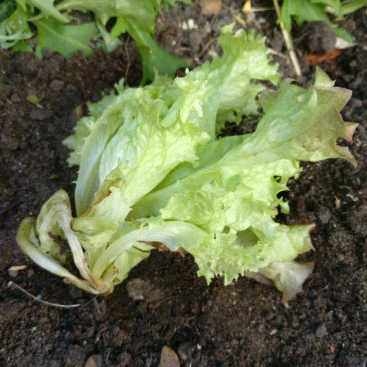 Plant image Lactuca sativa 'Lollo Rossa'