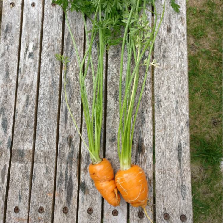 Plant image Daucus carota subsp. sativus 'Royal Chantenay'