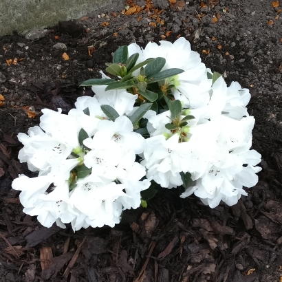 Plant image Rhododendron 'Tinkerbird'