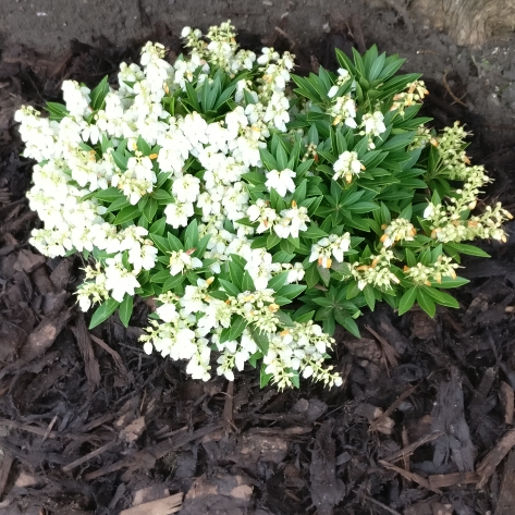 Plant image Pieris japonica 'Prelude'