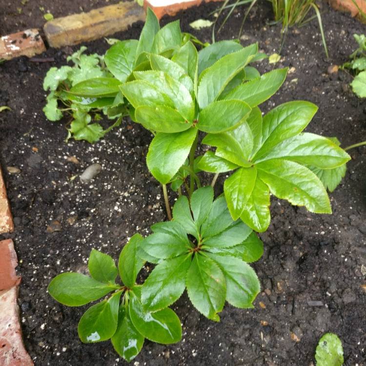 Plant image Helleborus x hybridus 'Harvington Picotee'