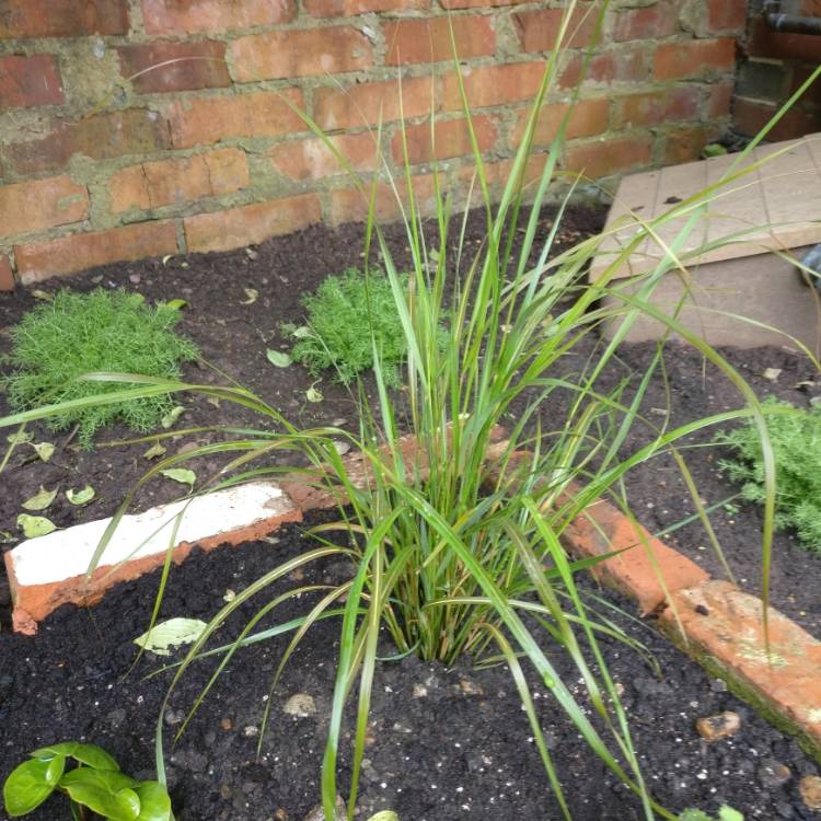 Plant image Anemanthele lessoniana syn. Stipa arundinacea