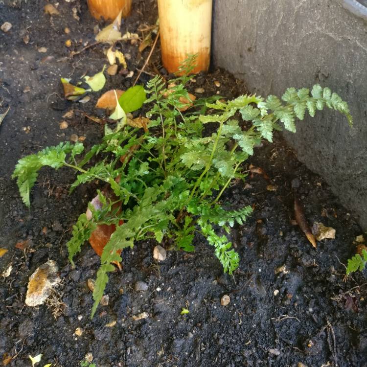 Plant image Athyrium niponicum 'Red beauty'