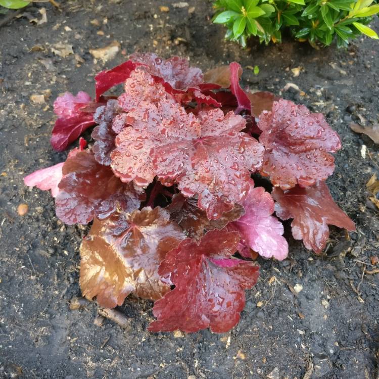 Plant image Heuchera 'Cranberry' (Indian Summer Series)