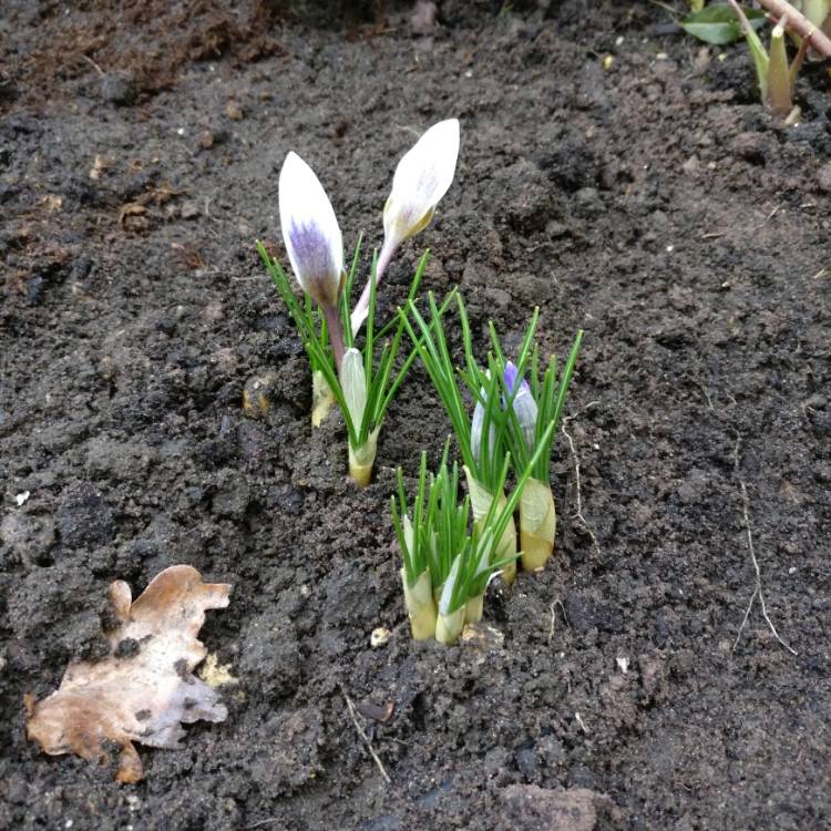 Plant image Crocus chrysanthus 'Blue Pearl' syn. Crocus biflorus 'Blue Pearl'