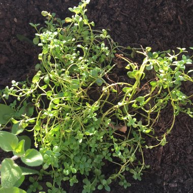 Thyme