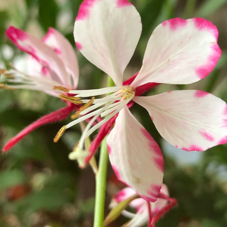 Plant image Oenothera lindheimeri 'Harrosy' syn. Oenothera lindheimeri 'RosyJane', Gaura lindheimeri 'RosyJane'