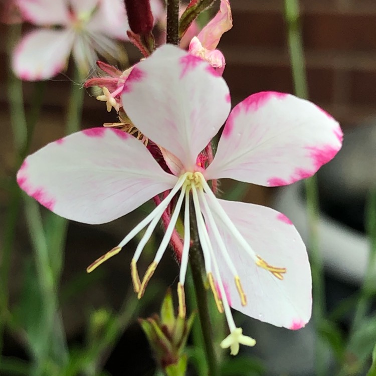 plant image 1051168