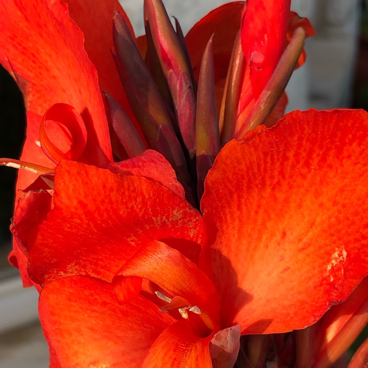 Plant image Canna 'Cannova Bronze Orange' (Cannova Series)