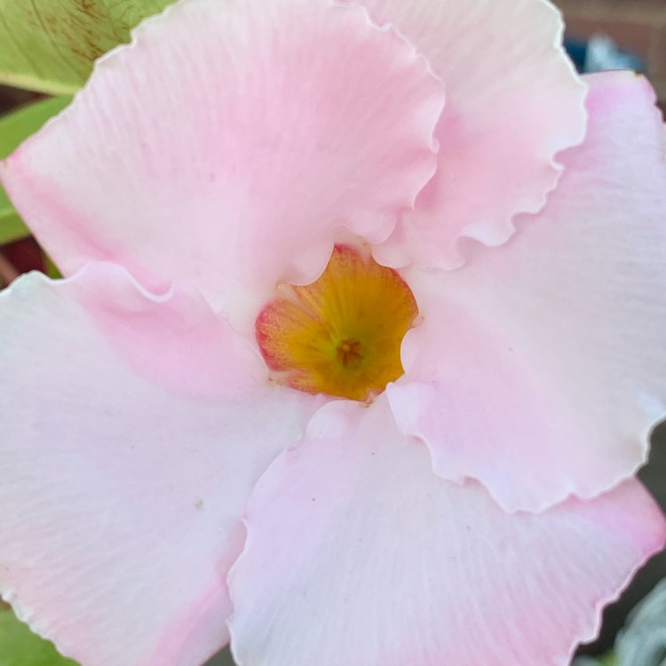 Plant image Mandevilla 'Sunparajapi' syn. Mandevilla 'Sun Parasol Giant Dark Pink'