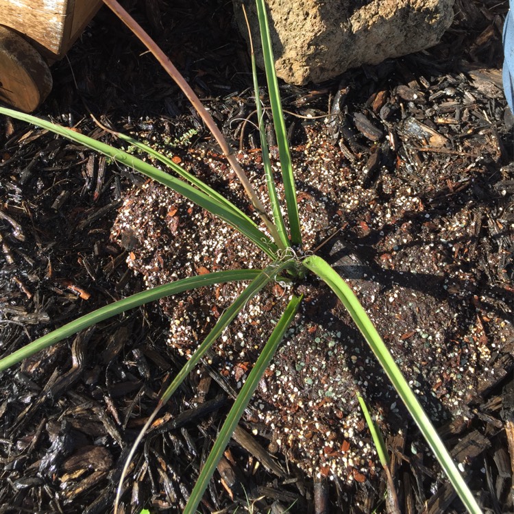 Plant image Hesperaloe Parviflora