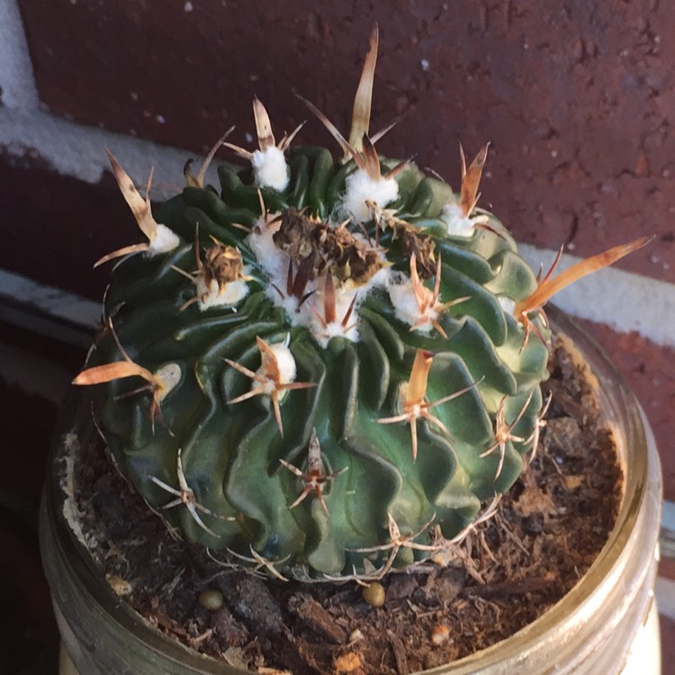 Plant image Stenocactus phyllacanthus syn.Stenocactus tricuspidatus