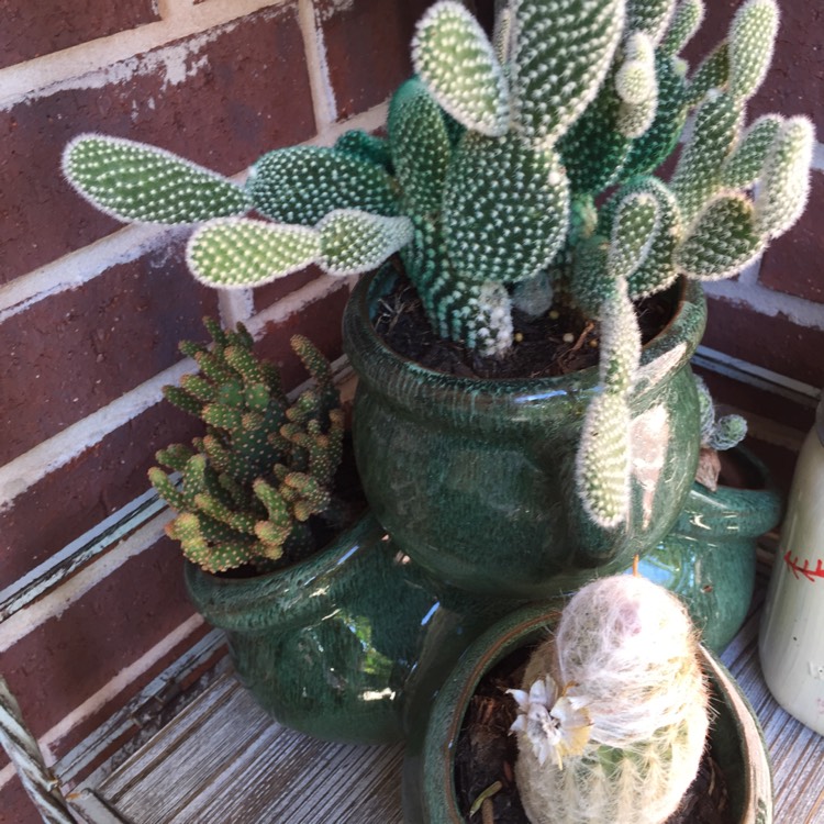 Plant image Opuntia microdasys albata