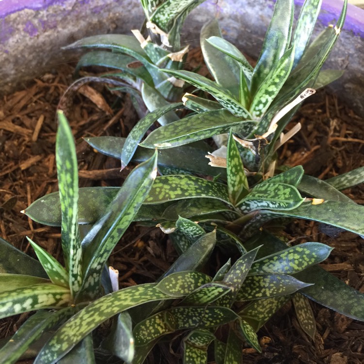 Plant image Gasteria bicolor var. 'Liliputana'