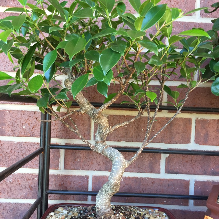 Plant image Ficus retusa (Bonsai)