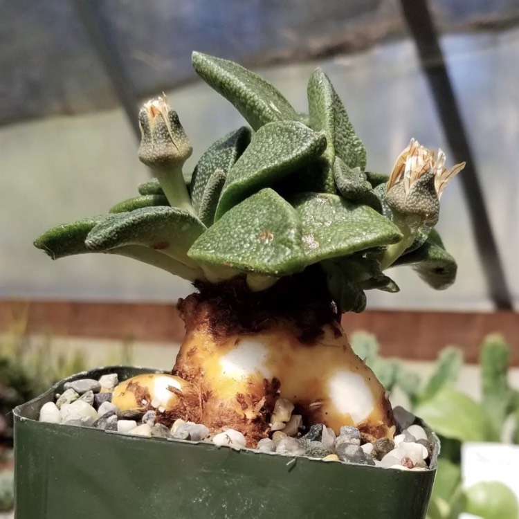 Plant image Aloinopsis rubrolineata