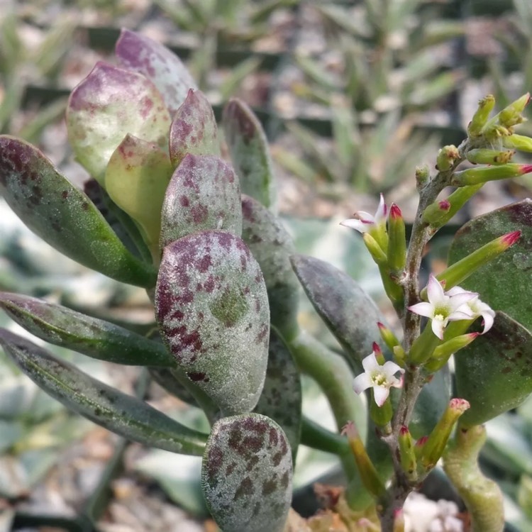 Plant image Adromischus maculatus syn. Cotyledon rupicola ; Cotyledon maculatus