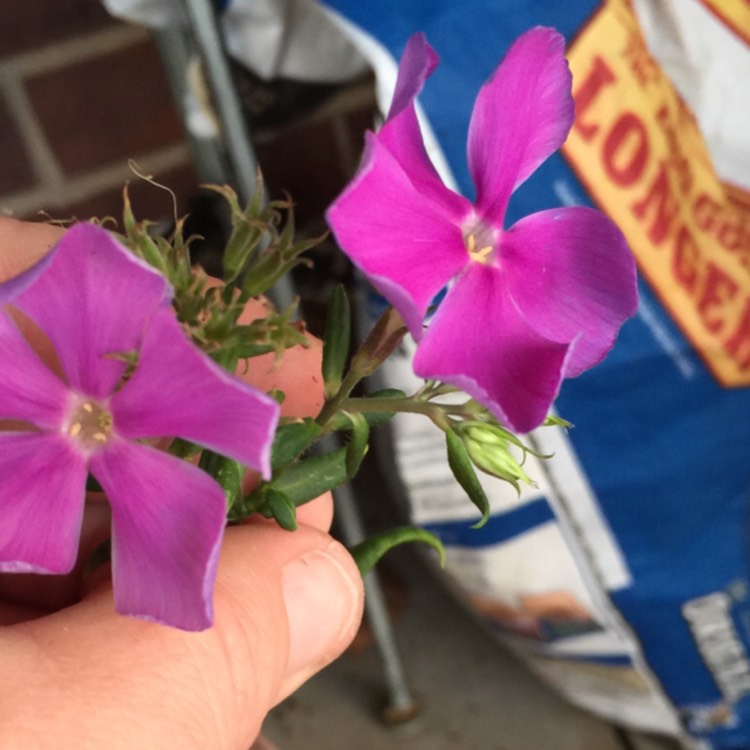 Plant image Vinca Minor 'Atropurpurea'