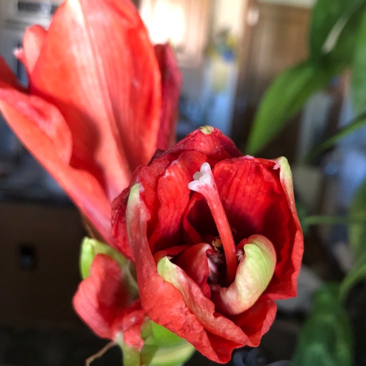 Plant image Hippeastrum (Galaxy Group) 'Red Lion'