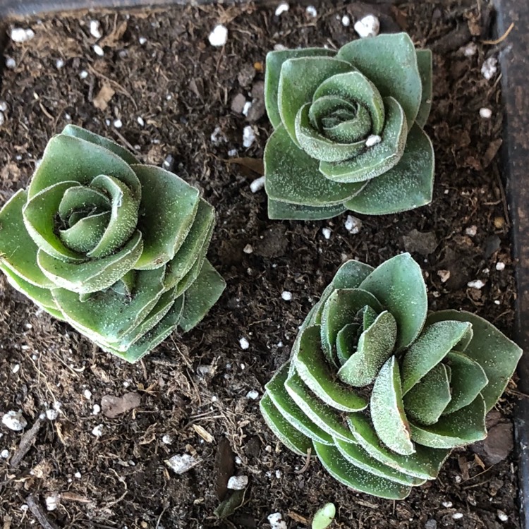 Plant image Crassula lactea