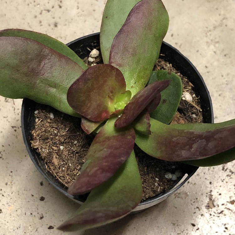 Plant image Crassula platyphylla 'Burgundy'