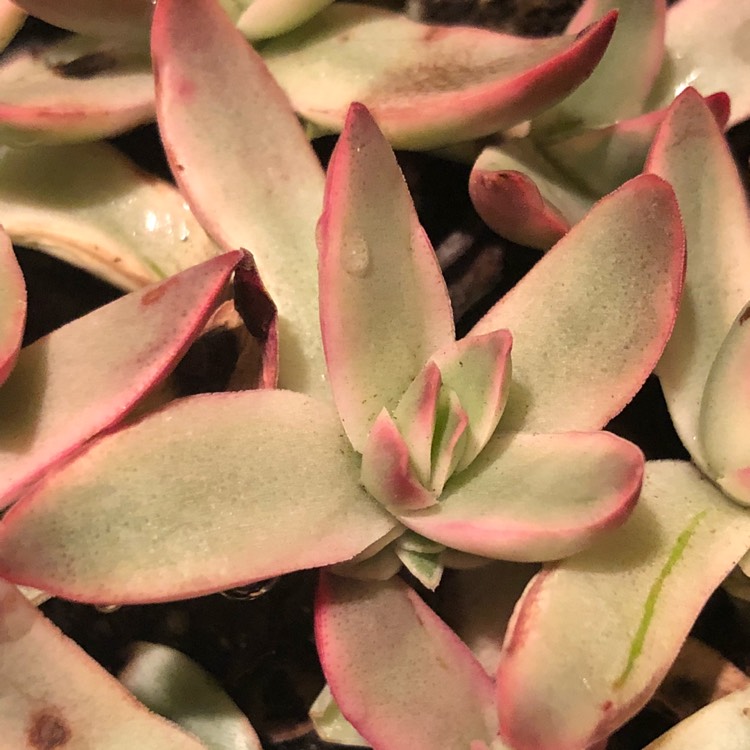 Plant image Crassula rubricaulis