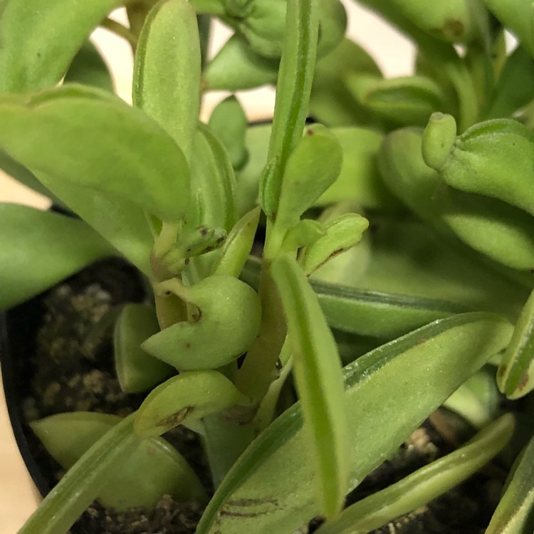 Plant image Peperomia dolabriformis 'Maxi'