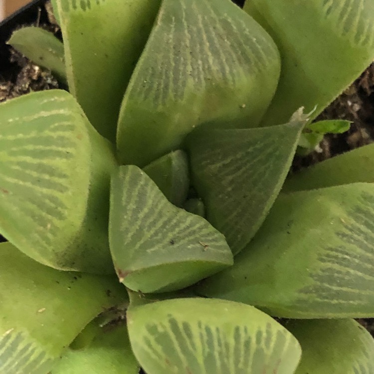 Plant image Haworthia mutica syn. Haworthia retusa var. mutica