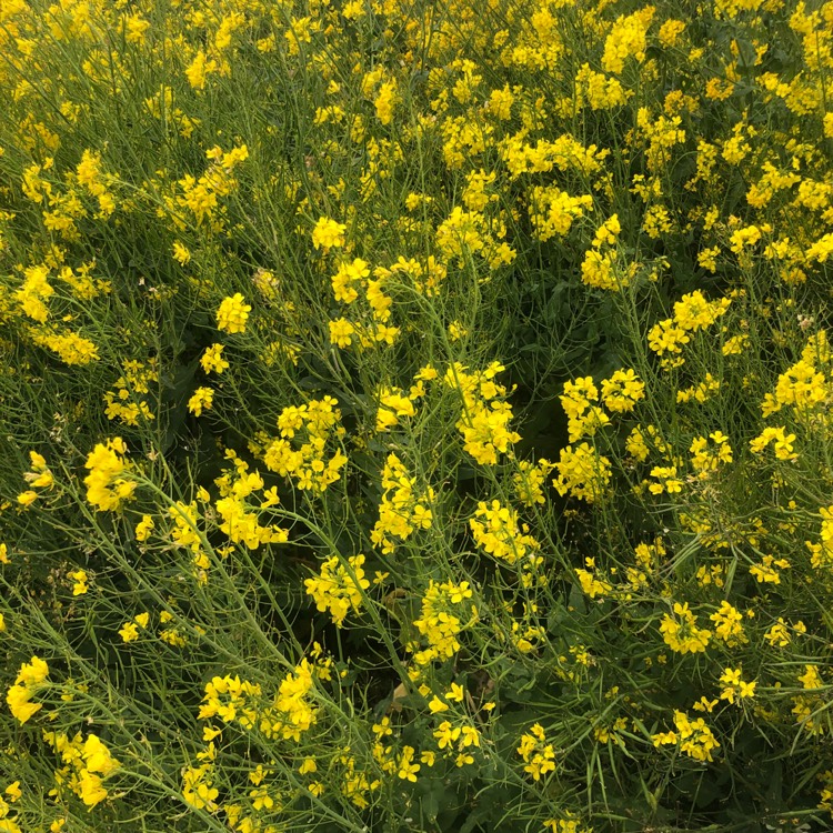 Plant image Brassica napus