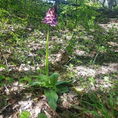 Orchis mascula