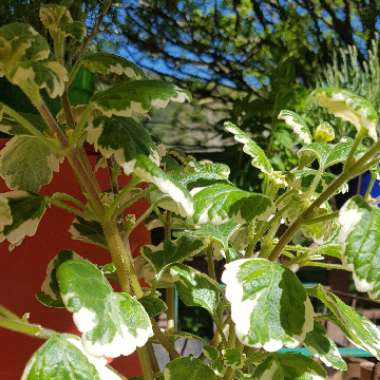 Plectranthus Coleoides