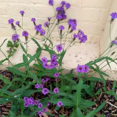 Purple Top Vervain