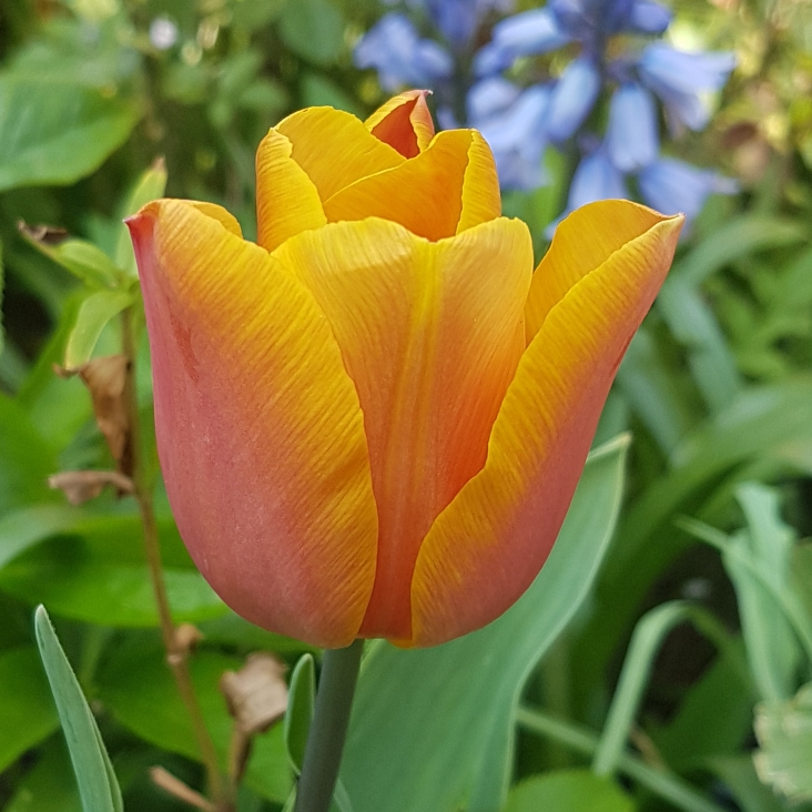 Plant image Tulipa 'Orange Princess'