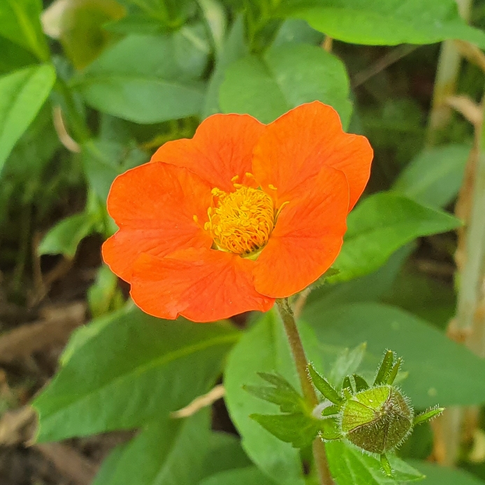 Plant image Geum coccineum 'Koi'