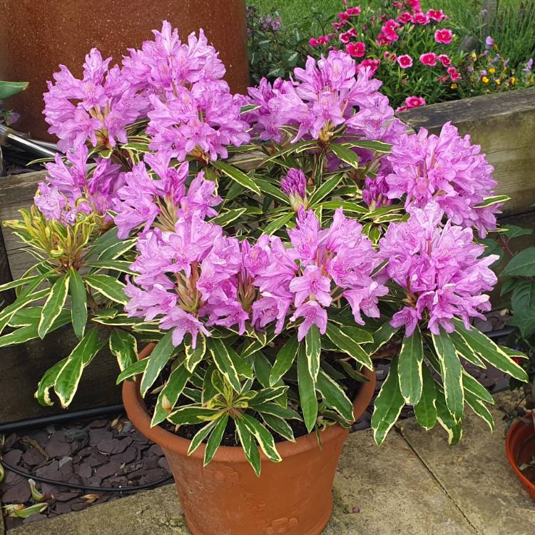 Plant image Rhododendron 'Silver Edge'