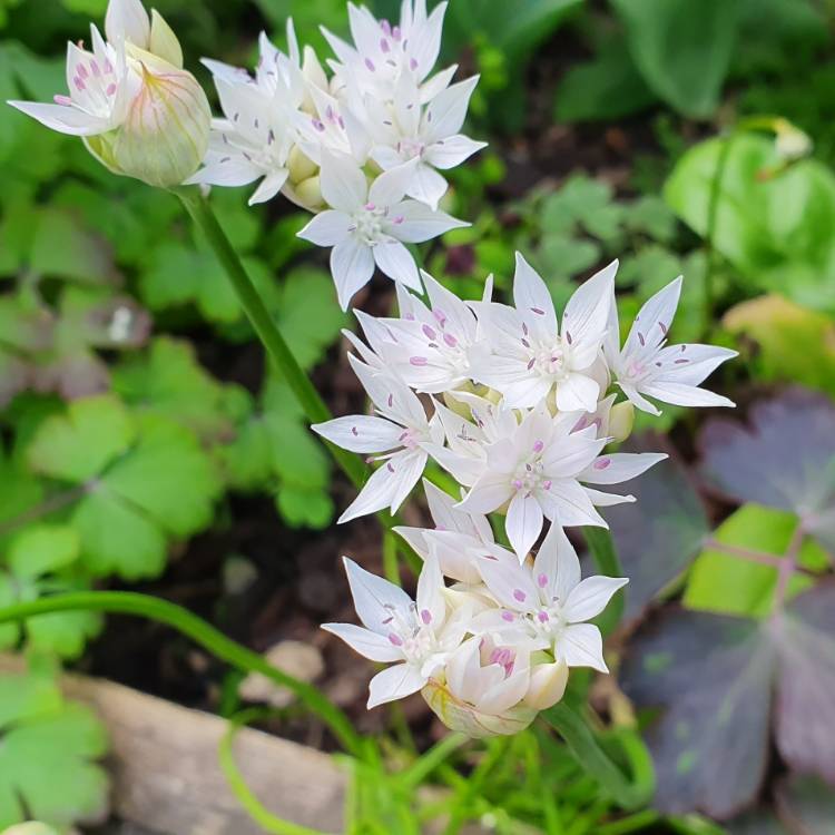 Plant image Allium amplectens 'Graceful Beauty'