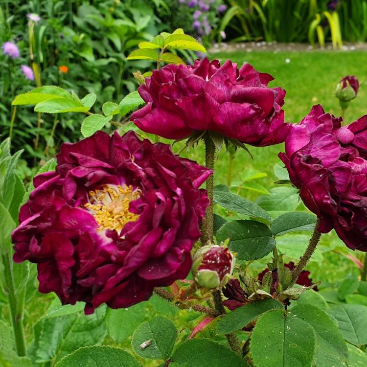 Plant image Rosa 'Tuscany Superb'