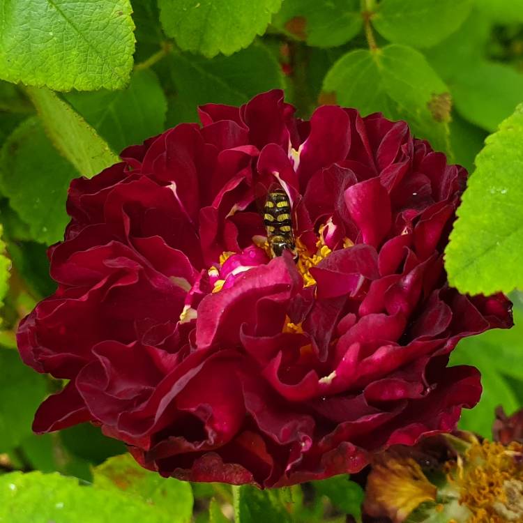 Plant image Rosa 'Tuscany Superb'