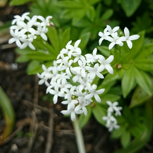 plant image 109099