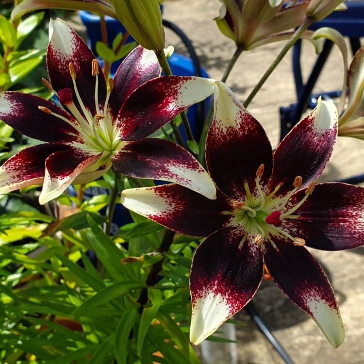 Plant image Lilium 'Black Eye'