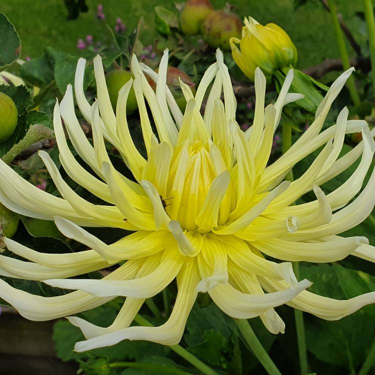 Plant image Dahlia 'My Love'