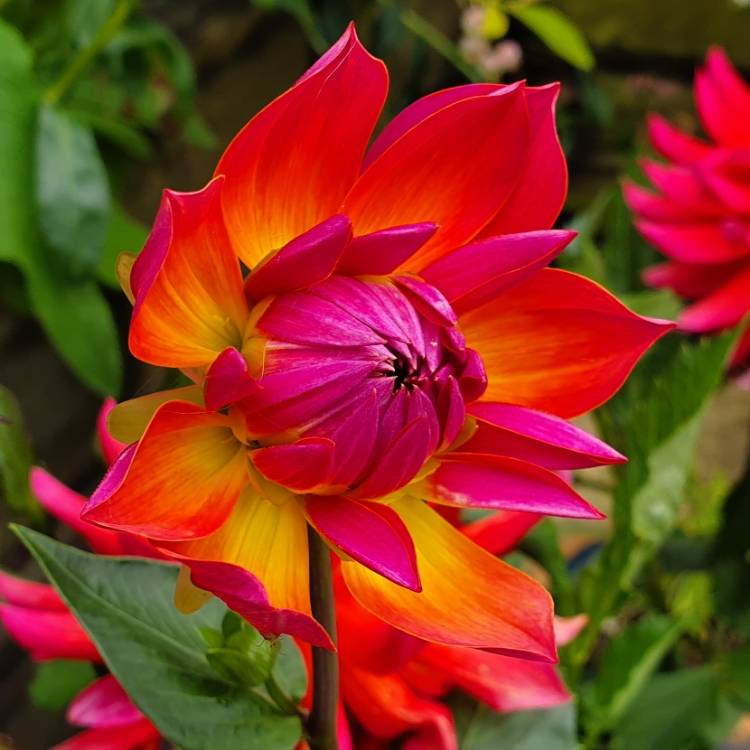 Plant image Dahlia 'Firepot'