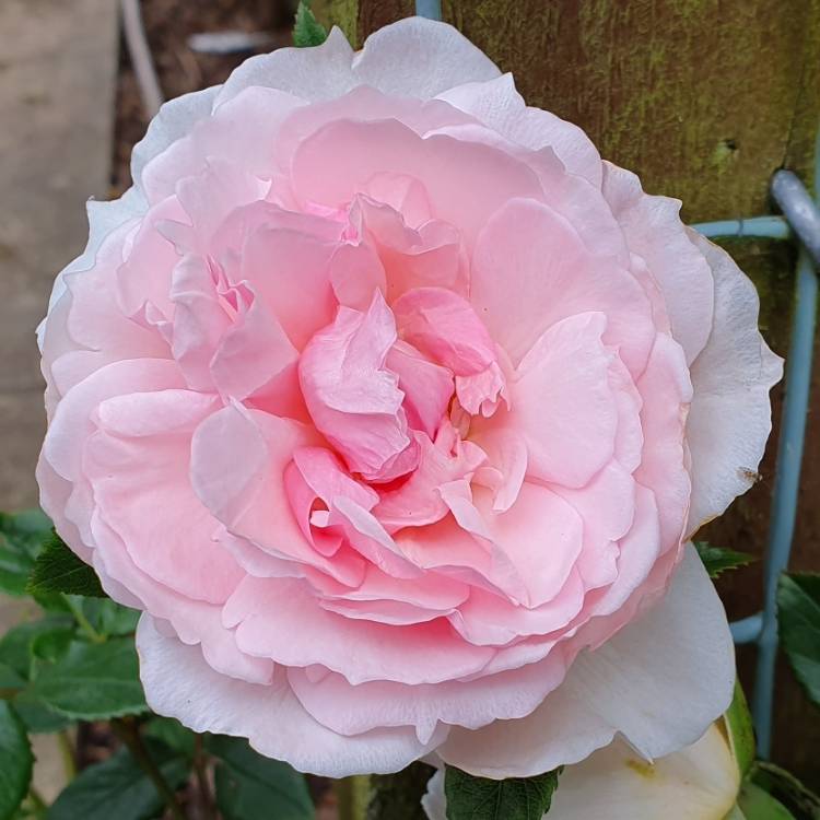 Plant image Rosa 'Ausjosiah' syn. Rosa 'The Wedgwood Rose'