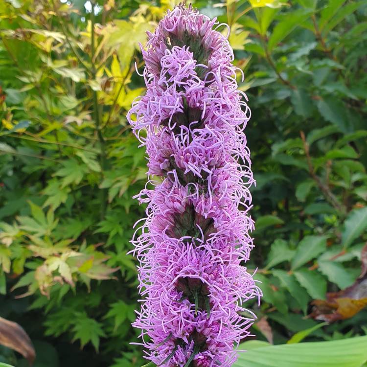 Plant image Liatris spicata 'Kobold'