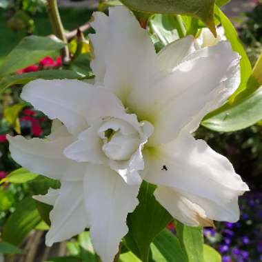 Lilium 'DL112773' syn. Lilium 'Roselily Leona'