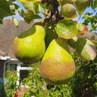 Pyrus communis