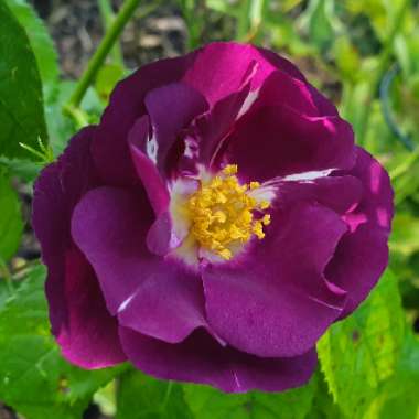 Rosa 'Frantasia' syn. Rosa 'Rhapsody in Blue'